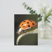 Carte Postale Ladybird sur la feuille, Ladybug sur la feuille (Debout devant)