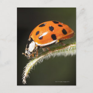 Carte Postale Ladybird sur la feuille, Ladybug sur la feuille
