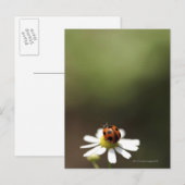 Carte Postale Ladybird sur la Fleur Chamomile (Devant / Derrière)