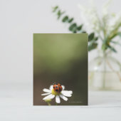 Carte Postale Ladybird sur la Fleur Chamomile (Debout devant)