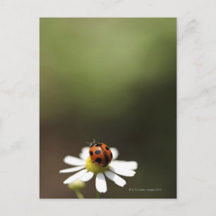 Carte Postale Ladybird sur la Fleur Chamomile