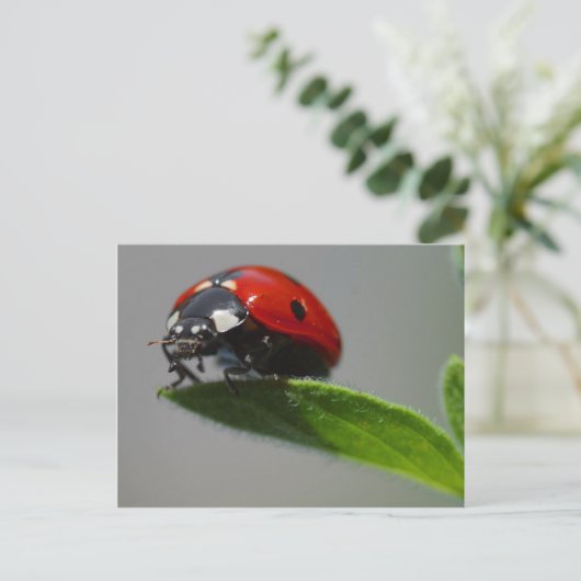 Carte postale Ladybug (Debout devant)
