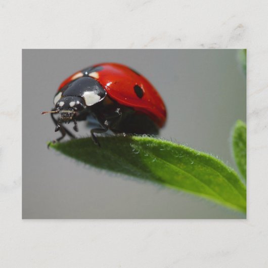 Carte postale Ladybug (Devant)