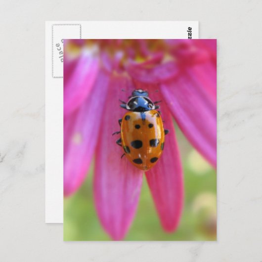 Carte postale Ladybug (Devant / Derrière)