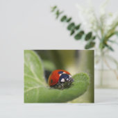 Carte Postale Ladybug (Debout devant)