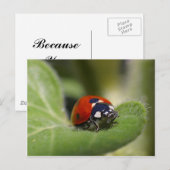 Carte Postale Ladybug (Devant / Derrière)