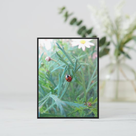Carte postale Ladybug (Debout devant)