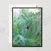 Carte postale Ladybug (Devant / Derrière)