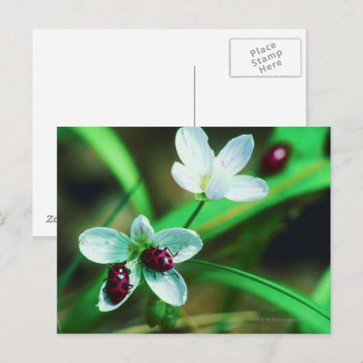 Carte Postale Ladybug (Devant / Derrière)