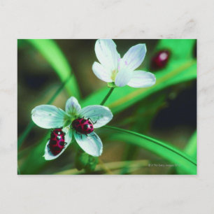 Carte Postale Ladybug