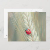 Carte Postale Ladybug (Devant / Derrière)