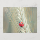 Carte Postale Ladybug (Devant)