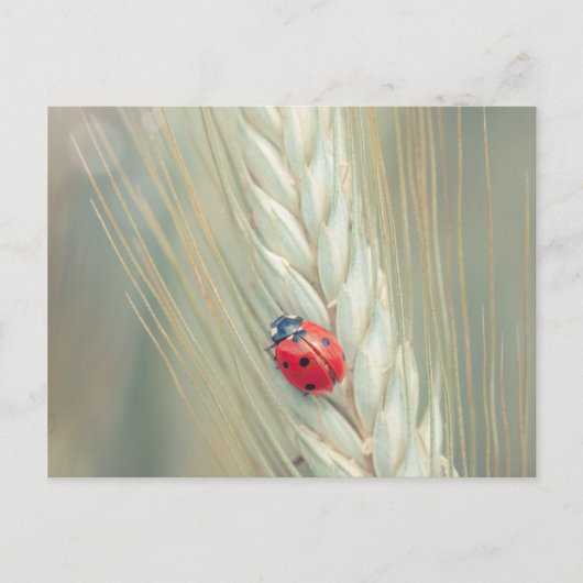 Carte Postale Ladybug (Devant)