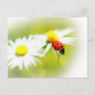 Carte Postale Ladybug