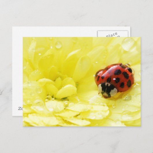 Carte Postale Ladybug (Devant / Derrière)