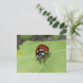 Carte postale Ladybug (Debout devant)