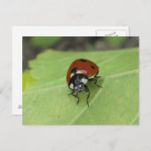 Carte postale Ladybug (Devant / Derrière)