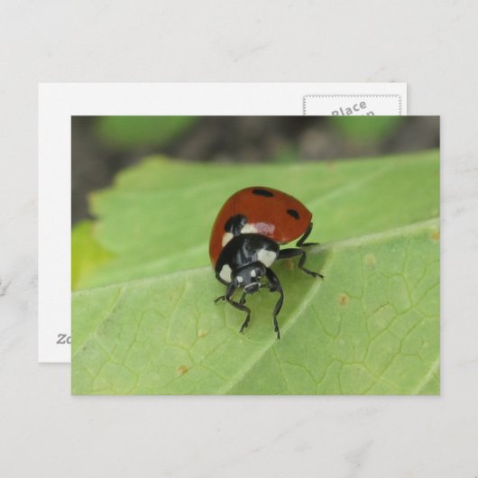 Carte postale Ladybug (Devant / Derrière)