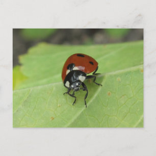 Carte postale Ladybug