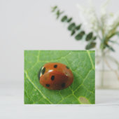 Carte postale Ladybug (Debout devant)