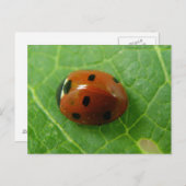 Carte postale Ladybug (Devant / Derrière)