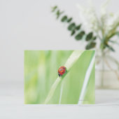 Carte Postale Ladybug (Debout devant)