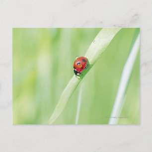 Carte Postale Ladybug