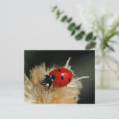 Carte postale Ladybug (Debout devant)
