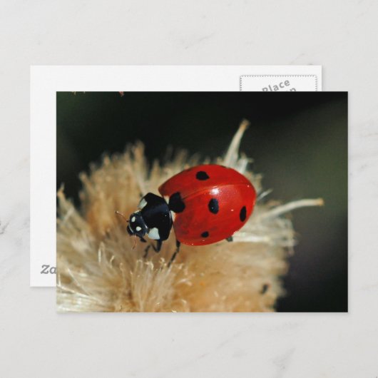 Carte postale Ladybug (Devant / Derrière)