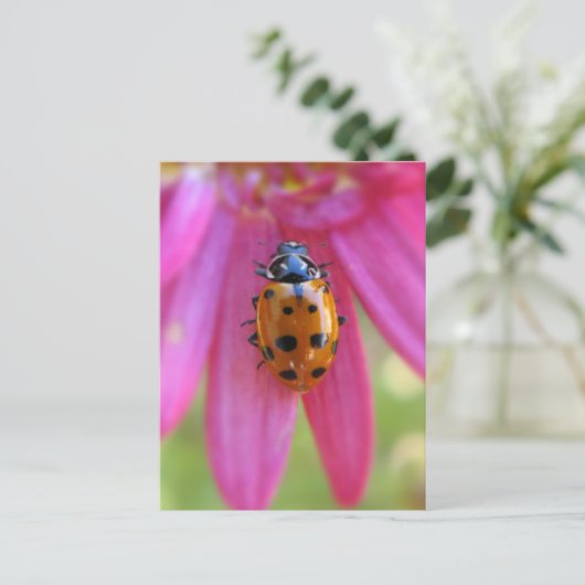 Carte postale Ladybug (Debout devant)