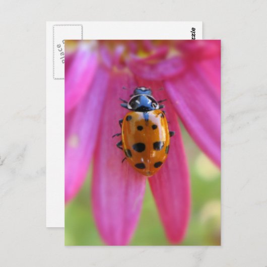 Carte postale Ladybug (Devant / Derrière)
