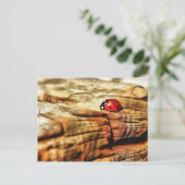Carte Postale Ladybug (Debout devant)