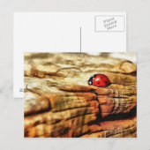 Carte Postale Ladybug (Devant / Derrière)