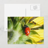 Carte Postale Ladybug & Ant (Devant / Derrière)