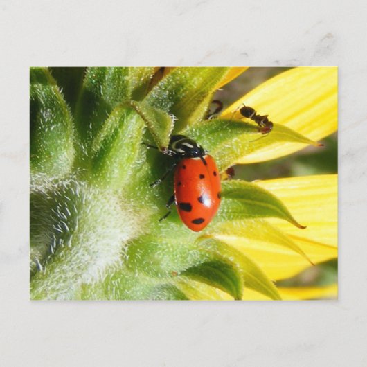 Carte Postale Ladybug & Ant (Devant)