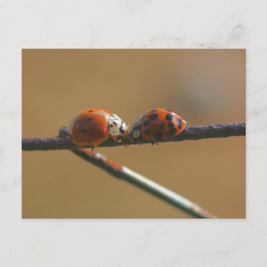 Carte Postale Ladybug Friends Nature Photocard (Devant)