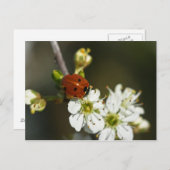 Carte Postale Ladybug - Ladybird Postcard - Ladybug On Hawthorn (Devant / Derrière)