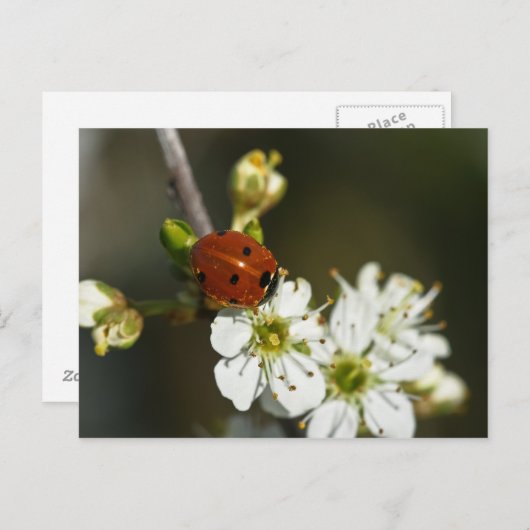 Carte Postale Ladybug - Ladybird Postcard - Ladybug On Hawthorn (Devant / Derrière)
