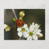 Carte Postale Ladybug - Ladybird Postcard - Ladybug On Hawthorn (Devant)