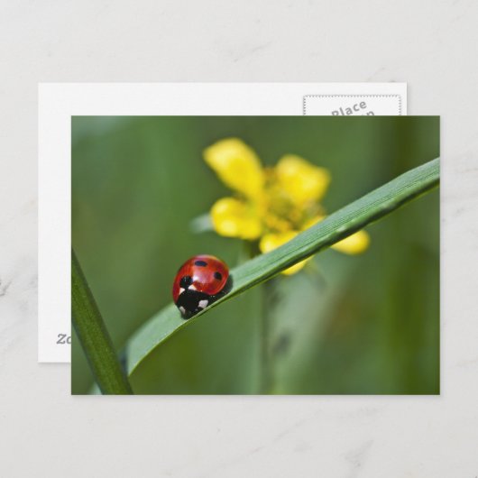 Carte Postale Ladybug on Grass close (Devant / Derrière)