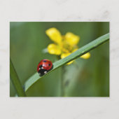 Carte Postale Ladybug on Grass close (Devant)