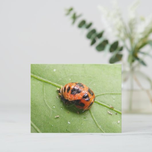 Carte Postale Ladybug pupa (Debout devant)