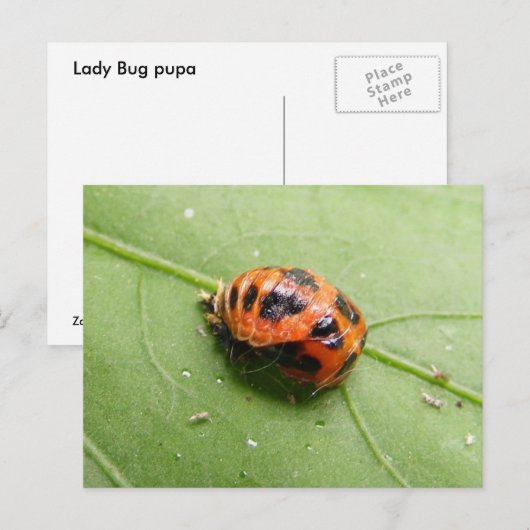 Carte Postale Ladybug pupa (Devant / Derrière)