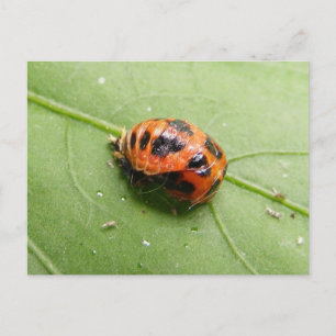 Carte Postale Ladybug pupa