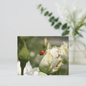 Carte postale LadyBug Rosebud (Debout devant)