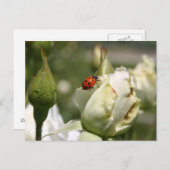Carte postale LadyBug Rosebud (Devant / Derrière)