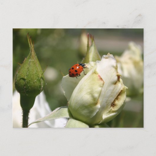 Carte postale LadyBug Rosebud (Devant)
