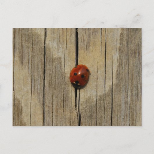 Carte Postale Ladybug sur bois (Devant)
