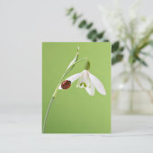 Carte Postale Ladybug sur la neige (Debout devant)
