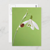 Carte Postale Ladybug sur la neige (Devant / Derrière)
